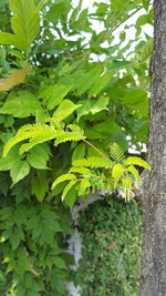 Low angle view of leaves