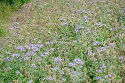 Purple flowering plants on field