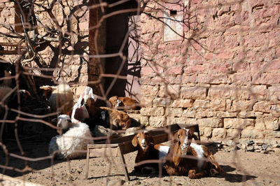 View of an animal on wall