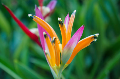 Close-up of red flower