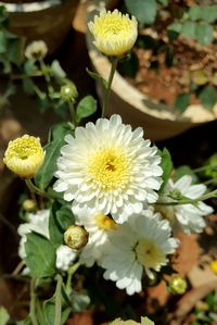 Close-up of yellow flowers blooming outdoors