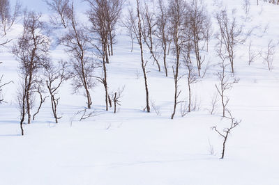 Bare trees on snow covered field