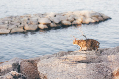 Tabby cat on seashore