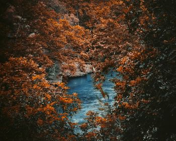 High angle view of autumnal trees by lake