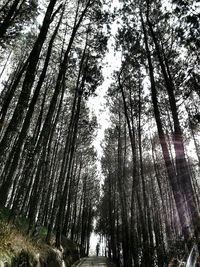 Low angle view of trees