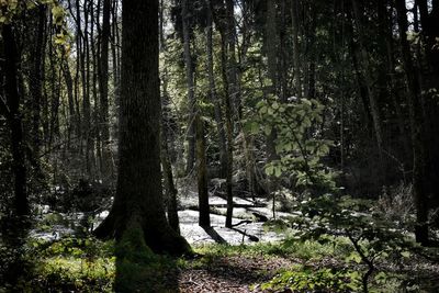 Trees in forest