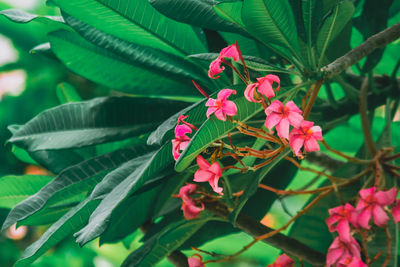 Close-up of pink flowers and leaves