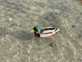 High angle view of mallard duck swimming in lake