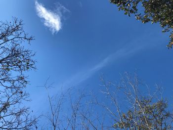 Low angle view of trees against blue sky