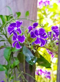 Close-up of purple flowers blooming outdoors