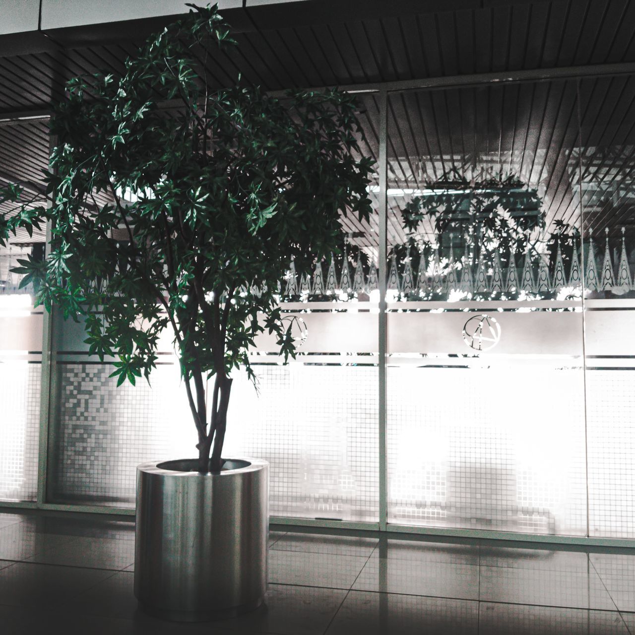 POTTED PLANTS HANGING ON WINDOW