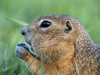 Close-up of squirrel