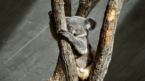 Close-up of koala bear on a tree 