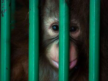 Close-up portrait of brown in cage