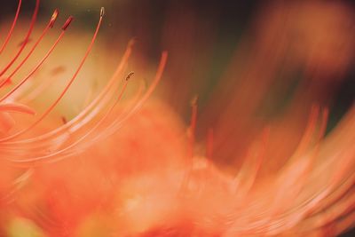 Full frame shot of orange flowering plant