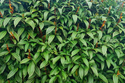 Full frame shot of plants