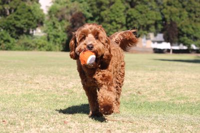 Portrait of dog on field