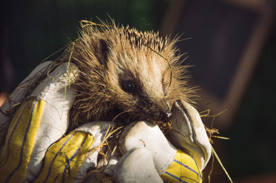 Close-up of hedgehog wrapped in blanket