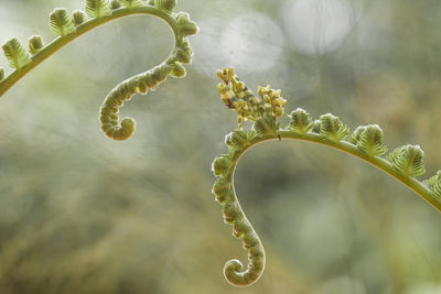 Close-up of plant