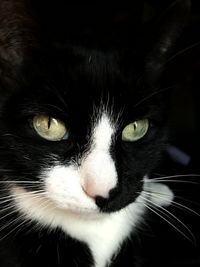 Close-up portrait of cat