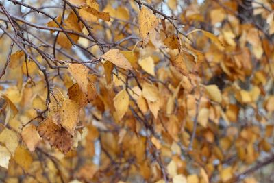 Close-up of leaves in autumn