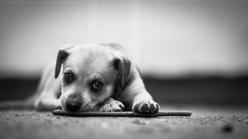 Close-up portrait of puppy relaxing on footpath