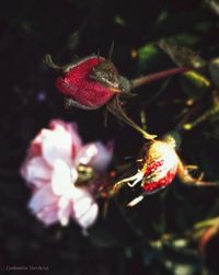 Close-up of red berries on plant