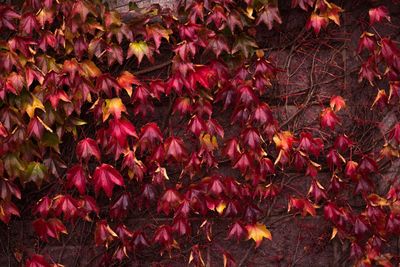 Close-up of red flowers and leaves