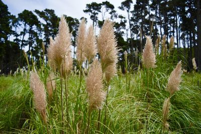 Close-up of pampas grass growing on field