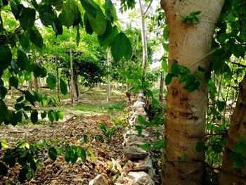 Trees growing in farm