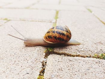 Close-up of snail on footpath
