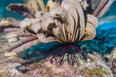 Close-up of coral in sea