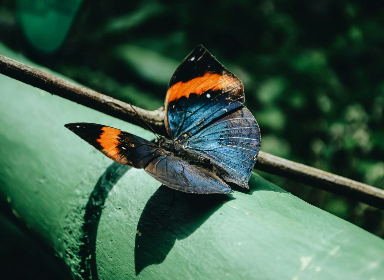 one animal, insect, animal themes, animals in the wild, butterfly - insect, wildlife, butterfly, close-up, animal wing, focus on foreground, leaf, perching, natural pattern, animal antenna, fragility, nature, beauty in nature, full length, animal markings, outdoors