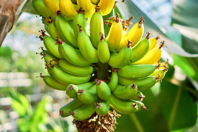 Close-up of bananas growing on tree