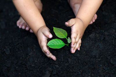 High angle view of baby shielding plant in mud