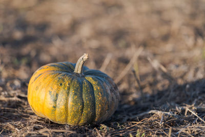 Close-up of pumpkins on field