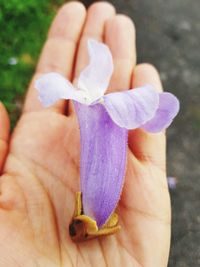 Close-up of hand holding purple flower