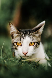 Close-up portrait of a cat