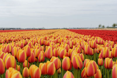 View of field against sky