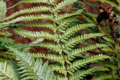 Close-up of fern leaves