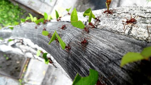 Close-up of ants carrying leaves