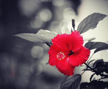Close-up of red flower