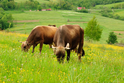 Horses grazing in field