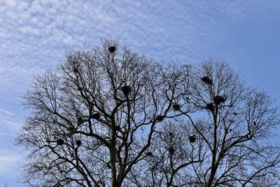 Low angle view of tree against sky