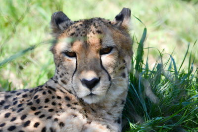 Close-up of a cat on field