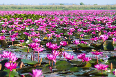 Close-up of pink flowers growing in field