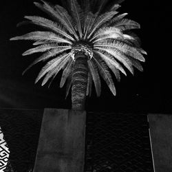 View of trees at night