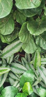 Full frame shot of leaves