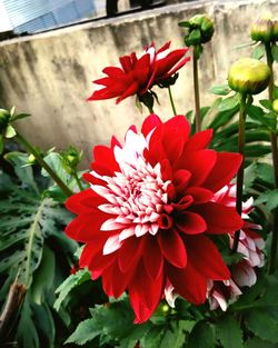 Close-up of red flower