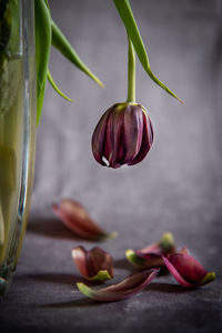 Dry wilted tulip flower on a vase and leaves on the ground against grey background